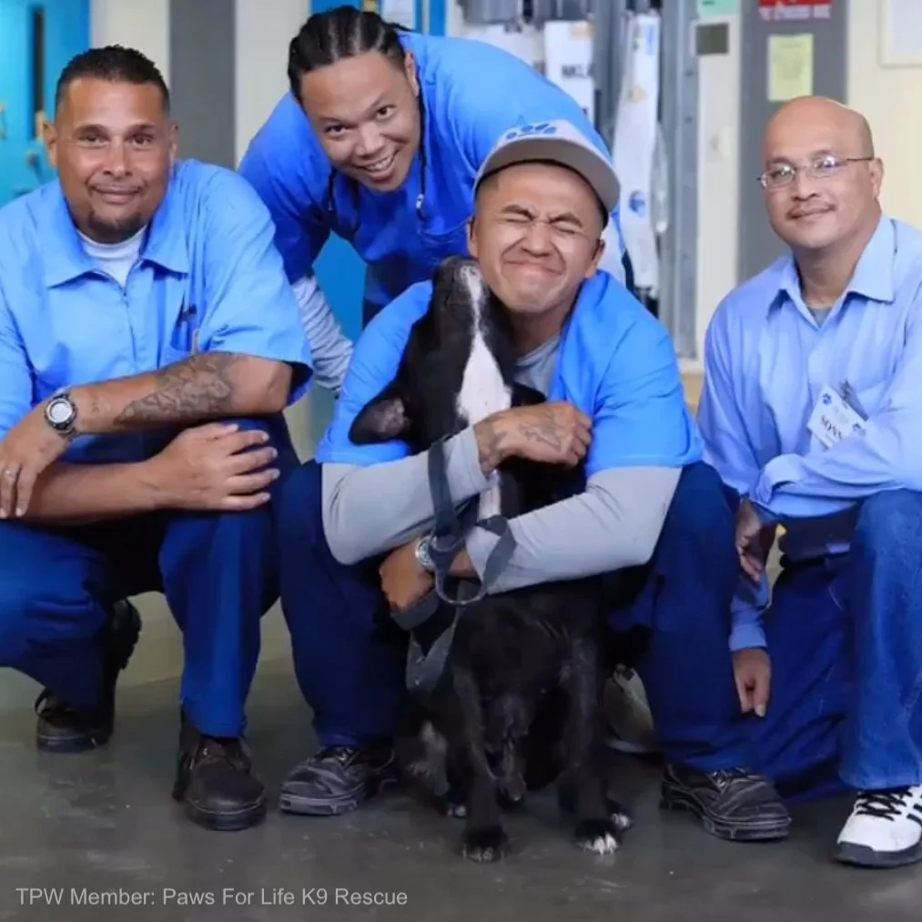 Paws for Life K9